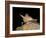 Pallid Bat (Antrozous Pallidus) in Captivity, Hidalgo County, New Mexico, USA, North America-James Hager-Framed Photographic Print