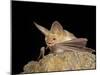 Pallid Bat (Antrozous Pallidus) in Captivity, Hidalgo County, New Mexico, USA, North America-James Hager-Mounted Photographic Print