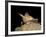 Pallid Bat (Antrozous Pallidus) in Captivity, Hidalgo County, New Mexico, USA, North America-James Hager-Framed Photographic Print