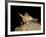 Pallid Bat (Antrozous Pallidus) in Captivity, Hidalgo County, New Mexico, USA, North America-James Hager-Framed Photographic Print