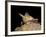 Pallid Bat (Antrozous Pallidus) in Captivity, Hidalgo County, New Mexico, USA, North America-James Hager-Framed Photographic Print