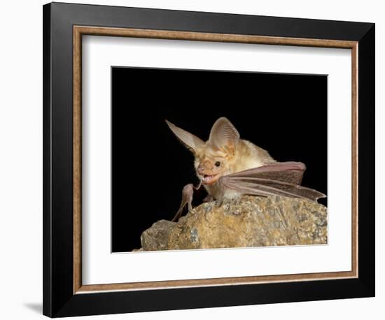 Pallid Bat (Antrozous Pallidus) in Captivity, Hidalgo County, New Mexico, USA, North America-James Hager-Framed Photographic Print