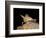 Pallid Bat (Antrozous Pallidus) in Captivity, Hidalgo County, New Mexico, USA, North America-James Hager-Framed Photographic Print