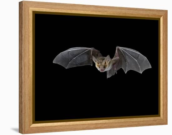 Pallid Bat in Flight, Near Portal, Arizona, USA-James Hager-Framed Premier Image Canvas