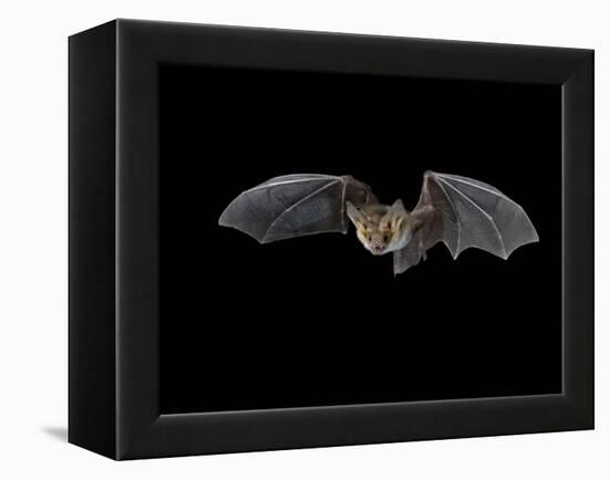 Pallid Bat in Flight, Near Portal, Arizona, USA-James Hager-Framed Premier Image Canvas