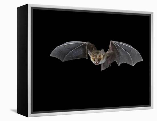 Pallid Bat in Flight, Near Portal, Arizona, USA-James Hager-Framed Premier Image Canvas