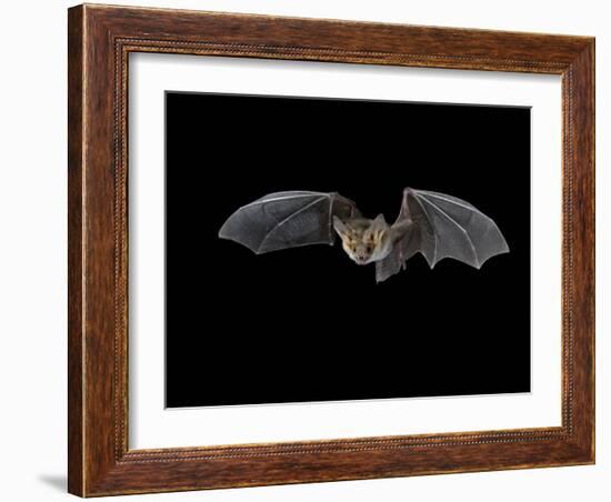 Pallid Bat in Flight, Near Portal, Arizona, USA-James Hager-Framed Photographic Print