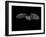 Pallid Bat in Flight, Near Portal, Arizona, USA-James Hager-Framed Photographic Print