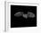 Pallid Bat in Flight, Near Portal, Arizona, USA-James Hager-Framed Photographic Print