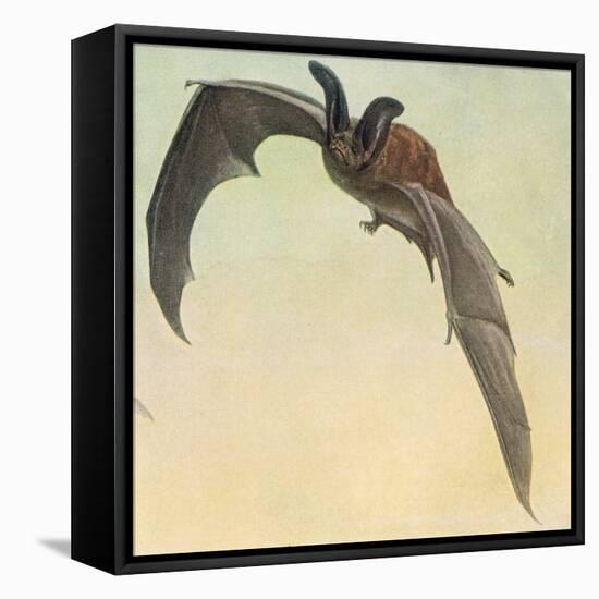 Pallid Bat-Louis Agassiz Fuertes-Framed Premier Image Canvas