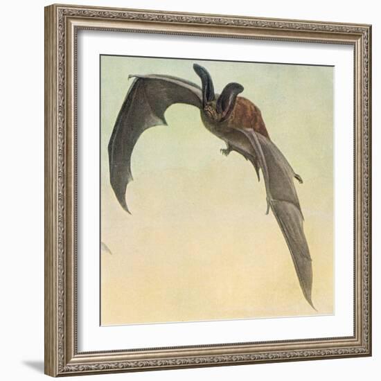 Pallid Bat-Louis Agassiz Fuertes-Framed Giclee Print