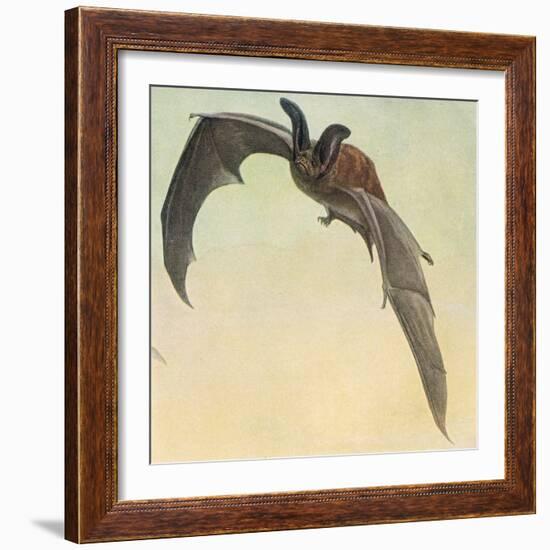 Pallid Bat-Louis Agassiz Fuertes-Framed Giclee Print