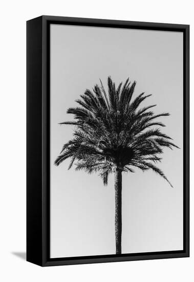 Palm_003-1x Studio III-Framed Premier Image Canvas