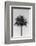 Palm_003-1x Studio III-Framed Photographic Print