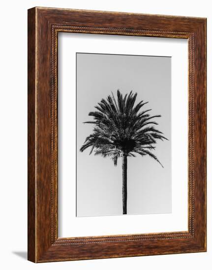 Palm_003-1x Studio III-Framed Photographic Print