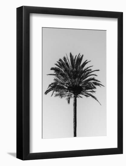 Palm_003-1x Studio III-Framed Photographic Print