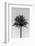 Palm_003-1x Studio III-Framed Photographic Print