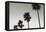 Palm_004-1x Studio III-Framed Premier Image Canvas