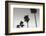 Palm_004-1x Studio III-Framed Photographic Print