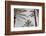 Palm_009-1x Studio III-Framed Photographic Print