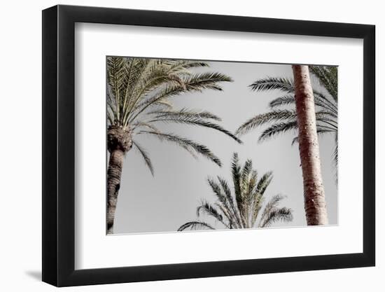 Palm_009-1x Studio III-Framed Photographic Print