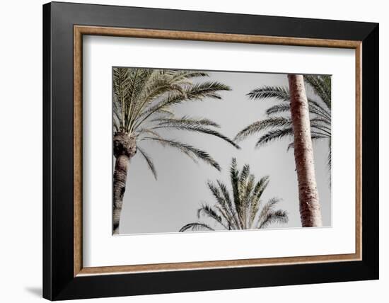 Palm_009-1x Studio III-Framed Photographic Print