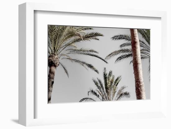 Palm_009-1x Studio III-Framed Photographic Print