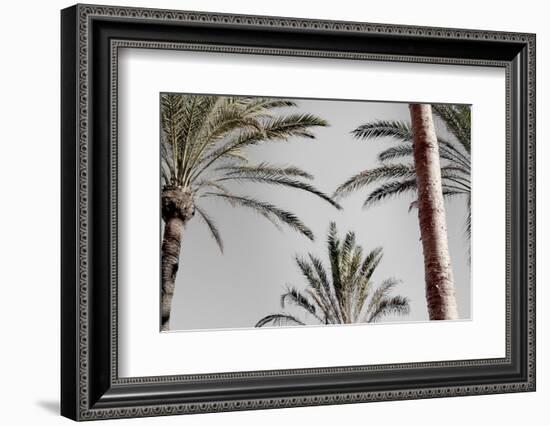 Palm_009-1x Studio III-Framed Photographic Print