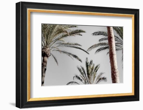 Palm_009-1x Studio III-Framed Photographic Print