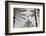 Palm_009-1x Studio III-Framed Photographic Print