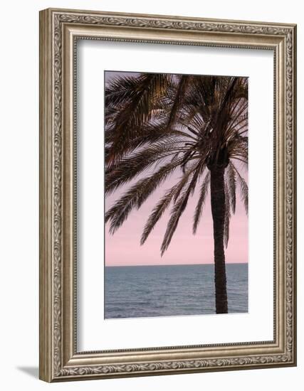 Palm_010-1x Studio III-Framed Photographic Print