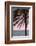 Palm_010-1x Studio III-Framed Photographic Print