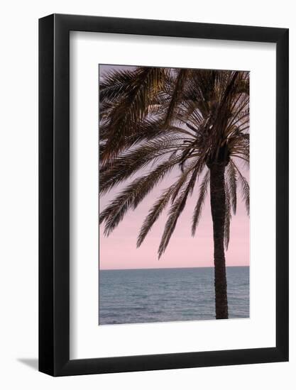 Palm_010-1x Studio III-Framed Photographic Print