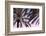 Palm_012-1x Studio III-Framed Photographic Print