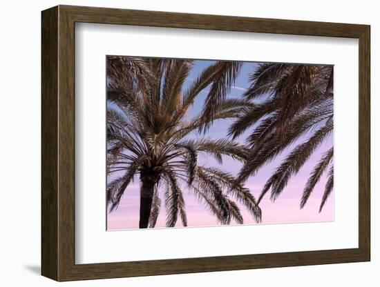 Palm_012-1x Studio III-Framed Photographic Print