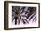 Palm_012-1x Studio III-Framed Photographic Print