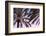 Palm_012-1x Studio III-Framed Photographic Print