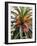 Palm 1, 2024-Alex Hanson-Framed Art Print