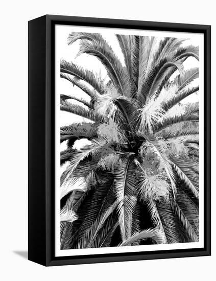 Palm 2, 2024-Alex Hanson-Framed Stretched Canvas