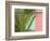 Palm and Pineapple Shutters Detail, Great Abaco Island, Bahamas-Walter Bibikow-Framed Photographic Print