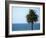 Palm at Moonlight Beach-Jenny Kraft-Framed Art Print