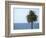 Palm at Moonlight Beach-Jenny Kraft-Framed Art Print