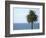 Palm at Moonlight Beach-Jenny Kraft-Framed Art Print