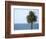 Palm at Moonlight Beach-Jenny Kraft-Framed Art Print