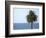 Palm at Moonlight Beach-Jenny Kraft-Framed Art Print