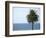 Palm at Moonlight Beach-Jenny Kraft-Framed Art Print