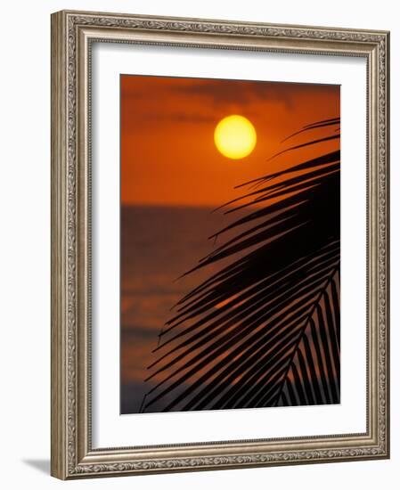 Palm at Sunset, Costa Rica-Michele Westmorland-Framed Photographic Print