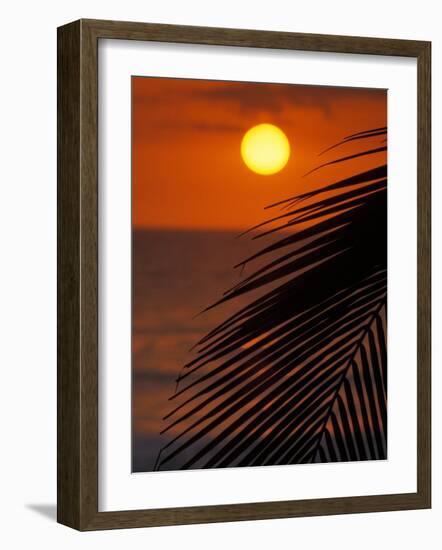 Palm at Sunset, Costa Rica-Michele Westmorland-Framed Photographic Print