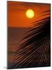 Palm at Sunset, Costa Rica-Michele Westmorland-Mounted Photographic Print