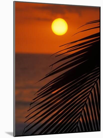 Palm at Sunset, Costa Rica-Michele Westmorland-Mounted Photographic Print